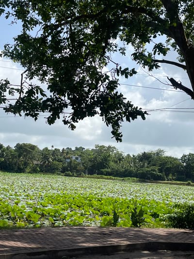 The image depicts a densely vegetated landscape in Medagoda, Sri Lanka, under a partially cloudy sky. In the foreground, a red brick pathway runs horizontally, with shadows cast across it. Beyond the pathway lies a vast expanse of water covered with numerous green lily pads, creating a textured carpet on the surface. The middle ground is dominated by a lush, green treeline, interspersed with glimpses of buildings and some palm trees. A large tree with dark green foliage hangs over the scene from the upper left corner, its branches obscuring parts of the sky. Electrical wires are visible strung across the sky, passing behind the tree branches. The overall impression is one of abundant natural growth and a serene, perhaps tropical, environment. There are no people or animals visible in the frame.