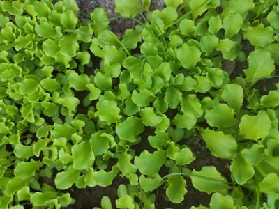 This media file is a top-down, close-up shot of a patch of young, vibrant green lettuce plants growing in the ground. The leaves are small, with slightly ruffled edges, and are densely packed together, creating a lush green carpet. The ground beneath the plants appears to be a mix of dark soil and a few small, gray stones. Some thin blades of grass are interspersed among the lettuce.
The image depicts a natural, outdoor setting, likely a garden or field. The lighting suggests it is daytime, with no harsh shadows, indicating possibly overcast conditions or diffused sunlight. There are no people or animals visible, and no specific structures or landmarks are present to provide further location cues beyond the general context of Prokhladnoye, Russia. The overall impression is one of fresh growth and burgeoning life in an agricultural or horticultural environment. No text is visible in the image.