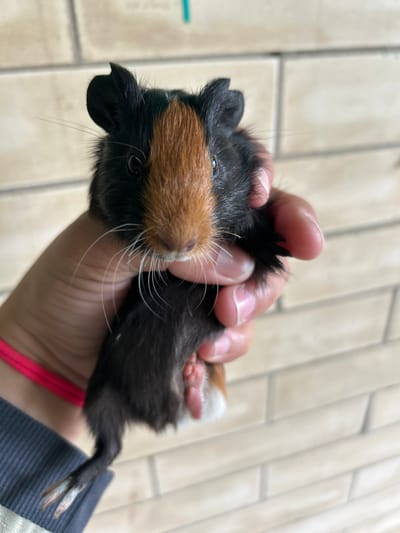 A person's hand holds a young guinea pig, which is black and brown with white whiskers. The guinea pig is lying on its back, with its head to the left and its tail to the right. Its eyes are visible, and its ears are small and black. The guinea pig's paws are also visible, with its hind legs extended. The background is a tiled wall. The scene appears to be indoors or in a sheltered outdoor area. There is no visible text in the image.