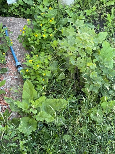 This image depicts an outdoor scene, likely a garden or overgrown area, with abundant green vegetation. A blue water hose is visible on the left side of the frame, lying on a concrete surface and gravel. Several plants with large green leaves and some with small yellow flowers are present throughout the frame. The environment appears natural and somewhat unkempt, suggesting a rural or suburban setting. There are no people or animals visible in the image. The overall impression is one of natural growth and a functional outdoor element (the hose). The mention of Berestyn, Ukraine, suggests a potential geographical context, but this cannot be confirmed from the visual information alone.