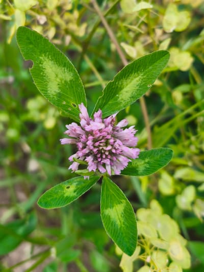 A close-up, top-down shot focuses on a single pink clover flower with five green leaves. The clover is positioned centrally, with the flower head slightly off-center to the right. The leaves are heart-shaped with serrated edges and visible vein patterns, some showing small perforations and lighter green markings. The background is a blur of green foliage and some lighter yellow-green plants, suggesting an outdoor natural environment. The image is sharp on the clover and gradually blurs towards the background. The setting is the city of Dolzhikovo, Russia.