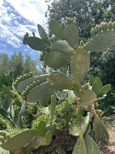 In the town of Pollença, Spain, a prickly pear cactus stands prominently in an outdoor setting. The cactus features numerous flat, paddle-shaped pads covered in small spines. Several pads are adorned with carved inscriptions, most notably "MELO 40" on one of the larger, central pads. Other etched markings, possibly names or symbols, are visible on various pads. The cactus is bearing small, yellowish buds, suggesting it is in the process of flowering or fruiting. The surrounding environment is lush and green, with other smaller cacti and dense vegetation visible. In the background, trees with abundant foliage and a bright blue sky with scattered white clouds complete the scene. The overall impression is one of natural growth punctuated by human interaction, evidenced by the graffiti on the cactus pads.