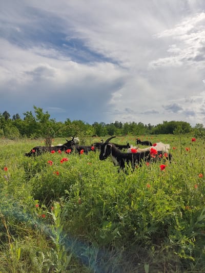 A herd of goats is grazing in a field of tall green grass and red poppies under a cloudy sky. The goats, varying in color from black and white to solid black, are scattered throughout the field. Some are standing, while others are lying down. In the background, there is a line of green trees. The sky is a mix of blue and white clouds, with some darker clouds suggesting impending rain. The scene is peaceful and idyllic. The location is identified as Mar'yanivka, Ukraine.