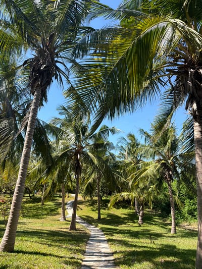 The image shows a view looking up at palm trees in Muitua, Mozambique. The sky is visible between the palm fronds. The ground is covered with grass and there appears to be a pathway made of stone slabs. The perspective gives a sense of being surrounded by the tall palm trees.