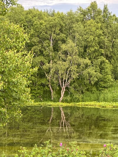 The image depicts a natural scene with a body of water in the foreground and a dense forest in the background. The water's surface reflects the surrounding trees and vegetation, creating a mirror-like effect. Along the edge of the water, there is a band of bright green aquatic plants, which are also reflected in the water. Beyond this band of plants, the shore is lined with tall green grass and reeds. The forest behind the shore is comprised of a variety of trees, predominantly deciduous, with lush green foliage. The trees on the left side of the image have lighter green leaves, while those further back appear darker green, suggesting differences in species or lighting. The sky above is partly cloudy with patches of blue visible through the clouds. In the immediate foreground, along the very bottom of the image, some low-lying green plants with small pink flowers are visible. The image appears to have been taken during daylight hours, possibly in the late afternoon or early evening, given the soft lighting. The location is specified as Yuzhnyye Koryaki, Russia. There are no people or animals visible in the scene.