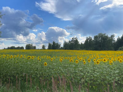 The image depicts a vast field of sunflowers under a partly cloudy sky. The sunflowers are in full bloom, with bright yellow petals and dark centers, stretching as far as the eye can see. The field is densely populated with the flowers, their tall green stalks and large leaves creating a vibrant tapestry of color. In the background, a line of trees forms a dark, dense border against the horizon. The sky is a mix of clear blue patches and dramatic, billowy clouds, some of which are dark and heavy, suggesting the possibility of rain. In the foreground, tall grasses and some dried stalks add texture to the scene. The location is identified as Maklaivka, Ukraine. There are no people or animals visible in the image. The overall impression is one of natural beauty and rural serenity.