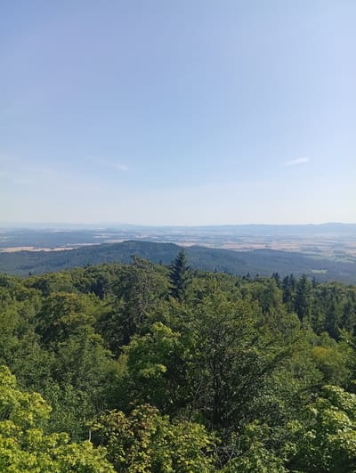 This image is a landscape photograph taken from a high vantage point, likely a mountain or observation tower, looking out over a vast expanse of rolling hills and a distant horizon. The foreground is dominated by a dense canopy of lush green trees, with various shades indicating different species and densities of foliage. The trees closest to the viewer are in sharp focus, revealing detailed leaves and branches.
Beyond the immediate trees, the landscape recedes into a series of undulating hills covered in darker green forests. Further in the distance, the land opens up into a patchwork of lighter green and golden fields, suggesting agricultural land. The furthest hills are softened by atmospheric haze, fading into a pale blue and grey line against the sky. The sky itself is a clear, bright blue with a few wispy white clouds stretched horizontally.
The photograph captures a serene and expansive natural scene. The viewpoint suggests the location is elevated, providing a panoramic view. While specific details about people, actions, or interactions are not present in the image, the scene depicts a natural environment, likely in a rural or mountainous region. Based on the context of Sobótka, Poland, this view could be from Mount Ślęża, a prominent landmark in the region, offering such expansive vistas. The overall impression is one of natural beauty and tranquility.