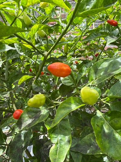 A close-up, vertical shot captures a close-up view of a chili plant laden with numerous green and red peppers. The peppers are in various stages of ripeness, with some a vibrant green and others transitioning to a bright red or orange hue. The leaves of the plant are a lush green, some showing signs of minor discoloration or speckling. The background reveals a brick wall, suggesting an outdoor setting, possibly a garden or allotment in the city of Palohlada, Indonesia. The lighting suggests it is daytime. There are no people or animals visible in the image.