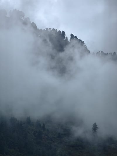 The image depicts a misty mountain landscape with trees partially obscured by fog. The foreground shows a dark, vegetated slope with scattered trees. A solitary, tall evergreen tree stands in the middle ground, emerging from the fog. In the upper portion of the image, the silhouette of a treeline is visible against a cloudy sky, with dense fog swirling around it. The scene is monochromatic, dominated by shades of grey and dark green, conveying a sense of atmospheric depth and mystery. The location is identified as Chhyal, India.