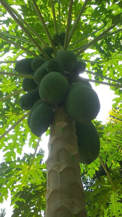 A low-angle vertical photograph depicts the upper trunk and crown of a papaya tree (Carica papaya) situated in Serdang, Indonesia. The central subject is the light brown, textured trunk, from which approximately two dozen unripe green papayas of varying sizes are clustered. The fruits range from small, immature fruitlets positioned higher on the trunk to larger, oval-shaped papayas, some appearing close to full size, clinging directly to the trunk below the leaf canopy. Above the fruit cluster, numerous large, deeply lobed green leaves radiate outwards on long petioles, forming a dense canopy. Bright sunlight illuminates the scene from above, creating highlights on the leaves and casting some areas into shadow, with sections of bright white sky visible through gaps in the foliage. No individuals, animals, or man-made structures are present within the frame. The environment is consistent with an outdoor, natural setting.