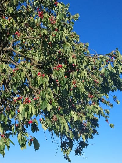 The image shows a close-up view of a cherry tree laden with ripe red cherries and green leaves, set against a clear blue sky. The perspective is from below, looking up into the branches. The tree is full of fruit, with clusters of cherries hanging from the branches, some in focus and some slightly blurred. The leaves are a vibrant green, with some appearing to be in shadow. The branches are gnarled and textured, indicating the age of the tree. The overall impression is one of abundance and natural beauty. The scene is located in Čížová, Czechia, suggesting a rural or semi-rural setting where fruit trees are common. There are no people or animals visible in the image, nor any man-made structures, focusing the viewer's attention solely on the tree and its fruit.