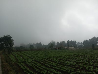 This image presents a misty agricultural scene in Joshi Vihir, India. In the foreground, a narrow dirt path runs diagonally from the bottom left, adjacent to an expansive field of young, green leafy crops. These crops are planted in parallel, dark soil rows, and their leaves exhibit surface moisture. In the midground, behind the cultivated field, several simple, rural structures with varying roof materials are partially visible, situated amongst a dense treeline composed of both coniferous and broadleaf species. The background is heavily obscured by thick atmospheric mist or fog, which merges with an overcast, uniformly grey sky. Distant trees are vaguely discernible through the haze. No people, animals, or active interactions are present in the scene.