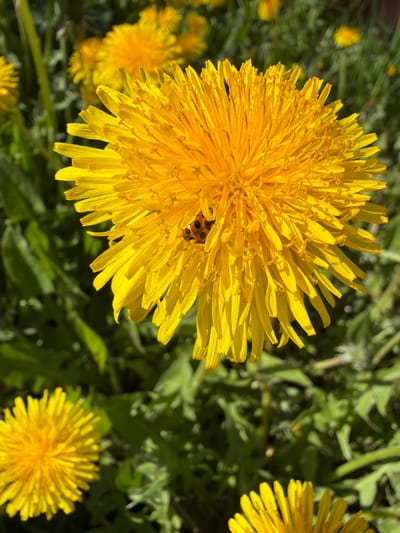 The image shows a close-up of a yellow dandelion flower in full bloom, with a ladybug perched on its petals. Several other dandelion flowers are visible in the background, along with green foliage. The scene appears to be outdoors in a natural setting. There is no evidence to suggest that the image was taken in Kerro Massiv, Russia.