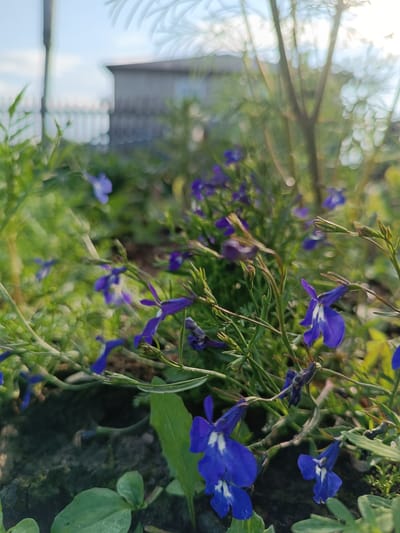 In a garden located in Alexandrovskoe, Russia, a cluster of vibrant blue lobelia flowers is in full bloom. The shallow depth of field blurs the background, rendering a building and fence indistinct, while focusing on the delicate petals and green foliage of the plants. The sunlight catches the dew-kissed flowers, creating a soft glow.