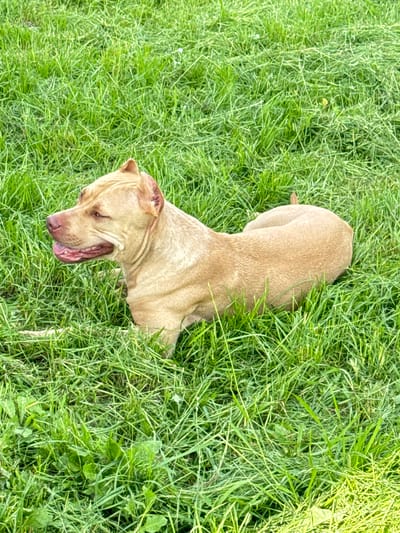 A tan pit bull is lying in the grass in a field in Severianin SNT, Russia. The dog is facing left with its mouth open and tongue hanging out. The grass is green and appears to be recently cut. The lighting is bright and the image is taken from a high angle.