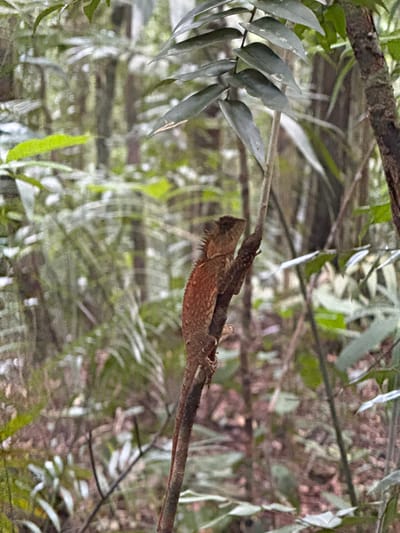 An ornate tree lizard, predominantly reddish-brown with textured scales, clings to a thin, vertical branch in a lush, green forest. The lizard is positioned in the center-left of the frame, facing left with its head slightly tilted upwards, revealing sharp crests along its spine and head. Its body is elongated and slender, with visible limbs gripping the bark. The background is a soft blur of dense foliage, characterized by various shades of green and brown, with dappled light filtering through the canopy. The environment appears to be a humid, tropical forest. No people or urban structures are visible, indicating a natural, undeveloped setting. The image was captured in the vicinity of Ban Din Daeng Nui, Thailand, a region known for its tropical rainforests and diverse wildlife.