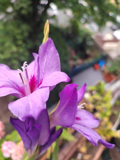 This is a close-up, high-angle, macro photograph of purple gladiolus flowers. The flowers are in focus and occupy the majority of the frame. The petals are a vibrant purple, with some appearing lighter due to the lighting. The stamen of the central flower is visible, with white filaments and darker anthers. The background is blurred and out of focus, with green foliage and hints of what appear to be terracotta pots and structures, suggesting an outdoor garden or balcony setting. The overall impression is one of natural beauty and detail. The image was taken in Soisy-sous-Montmorency, France.