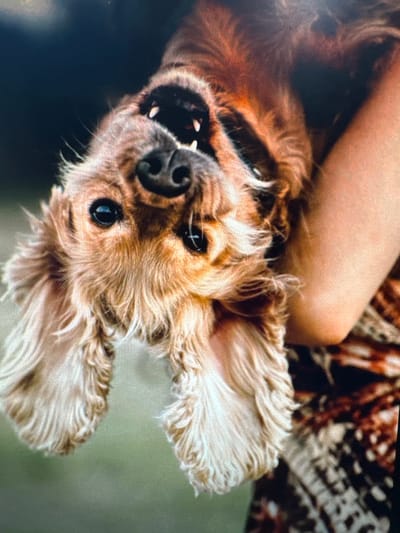 The image shows a close-up of a brown dog, likely a Cocker Spaniel, with its head held upside down. The dog has floppy ears, dark eyes, and its mouth is slightly open, revealing its teeth. The dog is being held by a person whose arm and shoulder are visible on the right side of the image. The person is wearing a patterned garment. The background is dark and out of focus, with a hint of green, suggesting an outdoor setting. There is no specific indication of the city of Ellwangen, Germany, in the image itself.