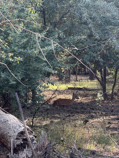 A deer lies on the ground in a sun-dappled forest. The deer is brown and appears to be resting. The forest floor is covered with pinecones, twigs, and dry leaves. Trees with green leaves are visible in the background. The scene is peaceful and natural, suggesting a remote wilderness area. No elements in the image suggest a connection to Comacchio, Italy.
