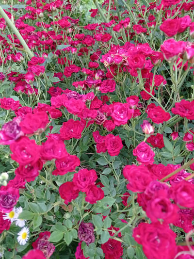 The image displays a dense cluster of small, dark pink roses in bloom, with many unopened buds interspersed. The roses are on thorny stems with green leaves, creating a lush, overgrown appearance. In the lower left quadrant, two small white daisies with yellow centers are visible among the roses. The lighting suggests it is daytime, possibly overcast, as there are no strong shadows. The scene is likely a garden or a natural area where these roses are growing wild or have been planted. The image does not contain any people or specific architectural elements that would indicate a precise location within Kubanskiy, Russia, other than it being an outdoor environment suitable for rose cultivation.