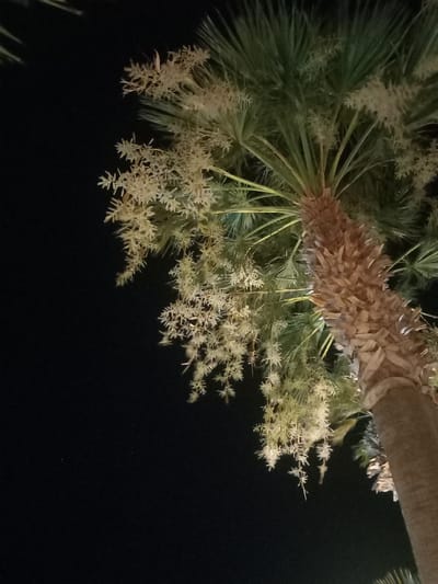 This is a close-up, low-angle, night-time photograph of a palm tree, likely located in the city of Kos, Greece. The trunk of the palm tree is prominently visible on the right side of the frame, exhibiting a rough, fibrous texture and a light brown color. The fronds of the tree are a deep green and are illuminated from below, creating a halo effect against the dark sky. Hanging from the fronds are clusters of small, pale yellow flowers, which appear delicate and feathery. The background is almost entirely black, indicating a very dark night sky with no visible stars or other celestial bodies. There are no people or animals visible in the image. The overall impression is one of natural beauty captured under artificial lighting.