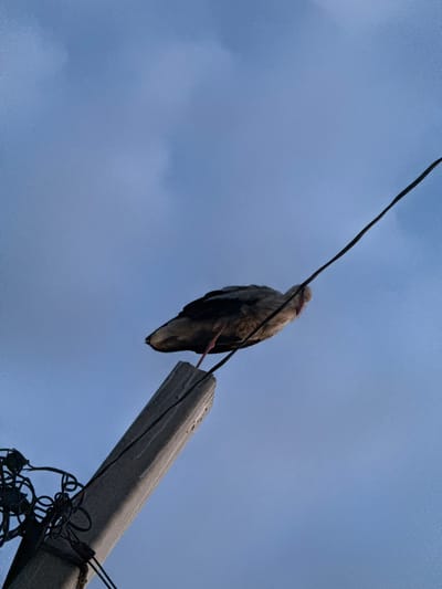 A low-angle, full-shot photograph captured in the city of Troitske, Ukraine, shows a bird perched precariously on a utility pole. The sky, a gradient of muted blues and grays, dominates the background, suggesting either early morning or late evening. The bird, facing away from the viewer and towards the right of the frame, is positioned on the top of the pole, its body angled downwards. Its legs, slender and pink, are visible, gripping the concrete surface. A dark electrical wire extends diagonally across the frame, passing close to the bird and the pole. Below the main perch, another section of the concrete pole is visible, adorned with a tangle of black electrical wires, their loops and curves creating a stark contrast against the sky. The overall impression is one of a solitary subject against a vast, subdued sky, with the man-made infrastructure of the utility pole and wires providing a grounding element.