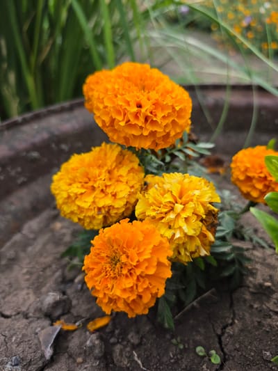 The image displays a close-up view of several vibrant orange marigolds growing in cracked, dry soil. The flowers are in various stages of bloom, with dense, ruffled petals. In the background, out-of-focus green foliage and other yellow flowers suggest a garden setting. The ground appears to be dark soil with visible cracks, indicating dryness. There are no people or animals present in the frame. The overall scene suggests an outdoor environment, likely a garden or planter. The specific location of Krasnochervonnyi, Russia is not visually identifiable within the image itself.