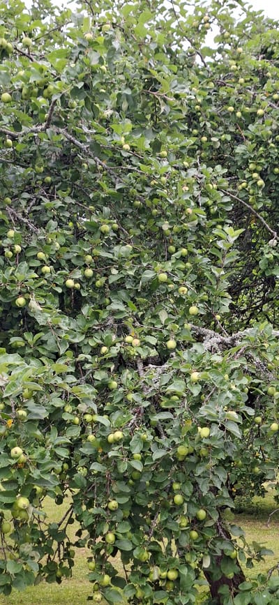 This is a vertical, medium-shot, eye-level photograph of an apple tree laden with green apples. The tree is full of leaves, some of which are lighter green or slightly yellowed, interspersed with numerous small, round, green apples. The branches are visible, some appearing gray and lichen-covered. The background is out of focus, showing hints of green grass and possibly other foliage, suggesting an outdoor environment. The image appears to have been taken in Kohatu, Estonia, as indicated by the context. There are no people or animals visible in the frame. The lighting is diffuse, suggesting an overcast day.