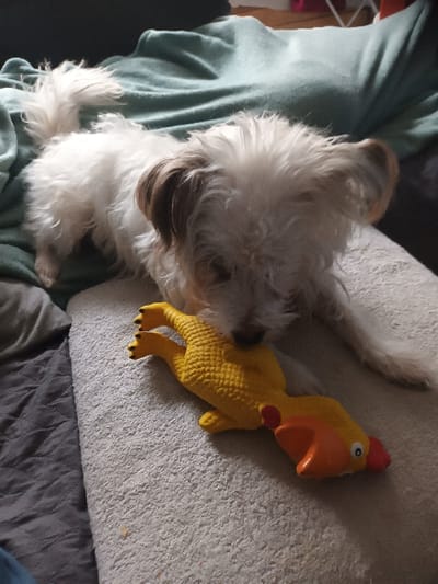In an indoor setting located in Libramont, Belgium, a small, shaggy-haired dog with predominantly white fur and light brown markings on its ears is observed. The dog lies on a light grey textured surface. Its muzzle is positioned over a yellow rubber toy resembling a chicken, which displays an orange beak, a red comb, and black eyes. The toy rests horizontally in front of the dog. Behind the dog, a dark grey quilted fabric is visible, with a crumpled teal blanket situated further in the background. No human subjects are present within the frame.