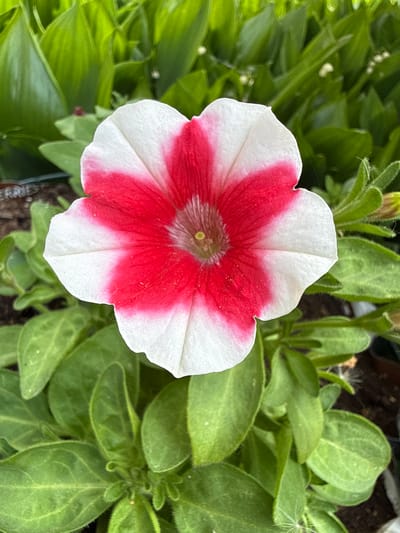 A vibrant close-up photograph captures a single bi-colored flower, prominently centered against a soft-focus background of green foliage. The flower features wide, trumpet-shaped petals, predominantly white, with a striking star-like pattern of bright red radiating from its central throat. The red color blends softly into the white, creating a feathered or streaked effect along the petal segments. In the very heart of the bloom, a small, light green pistil and yellow-tipped stamens are visible.
The surrounding leaves are a medium green, slightly oblong, and appear somewhat fuzzy or velvety in texture. Several small buds and emerging leaves are also visible, some showing fine white hairs or delicate spider silk strands. The background is a dense mass of these leaves, creating a verdant frame that emphasizes the flower. Hints of dark brown soil or potting mix are visible beneath the leaves, particularly towards the bottom edges of the frame. On the bottom left, a dark edge of what appears to be a plant pot is present, with some faint, indiscernible text possibly on a label or the pot itself, resembling partial letters such as "ERSJE".
The lighting is bright and even, suggesting a clear daytime setting without harsh shadows. The overall impression is one of natural beauty and freshness, focusing on the intricate details and colors of the blooming plant. The flower strongly resembles a Petunia.