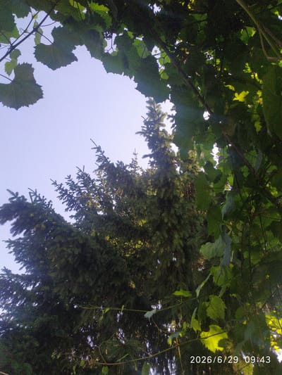 In Skala-Podilska, Ukraine, a low-angle shot captures a canopy of green leaves from grapevines in the foreground, with the clear sky visible beyond. Behind the vines, the dense foliage of a tall evergreen tree, likely a spruce, dominates the mid-ground. The tree's branches and needles are richly detailed against the bright sky. The lower right corner of the image contains a timestamp: "2026/6/29 09:43". The scene is devoid of people or any visible activity, focusing entirely on the natural elements of trees and sky.