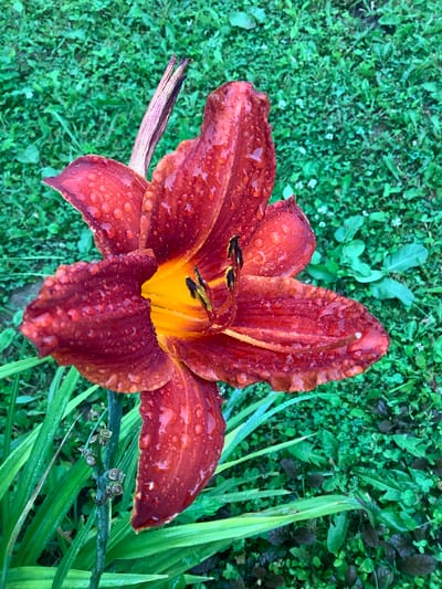 A close-up, eye-level shot features a vibrant red lily with water droplets on its petals, set against a blurred green grassy background. The lily is the dominant subject, its petals unfurling to reveal a bright yellow center and dark stamen. The stem of the flower is visible, as well as some dried remnants on it. The overall scene evokes a sense of nature after a rain shower. The location is described as Nikul'skoye, Russia.