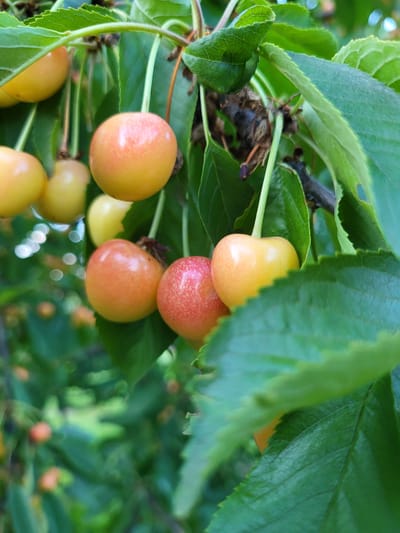 A close-up shot shows ripe yellow and red cherries hanging from a tree branch. The cherries vary in color, with some being a soft yellow, while others display a blush of pink and red. The fruits are clustered together, with green leaves and stems surrounding them. In the background, more greenery and out-of-focus bokeh lights suggest a natural outdoor setting. The lighting appears to be bright, possibly indicating daytime. There is no visible text in the image.