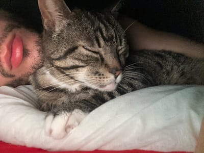 A close-up, horizontal shot captures a peaceful moment of a tabby cat snuggled closely with a person, likely sleeping or resting. The cat, with its eyes closed, occupies the left and central portion of the frame, showing its distinctive brown, grey, and black striped fur with white markings around its nose and long white whiskers. Its small pink nose is slightly visible.
The cat's head is resting against a person's face, only the right side of which is visible in the lower right quadrant of the image. The person has facial hair, appearing as dark stubble or a short beard, and their lips are slightly parted, showing a pinkish-red hue. A part of the person's ear is also visible next to the cat's head.
Both the cat and the person are partially covered by a soft, white fabric, which appears to be a blanket or duvet, draped over them from the top left and across the upper part of the image. Above this white fabric, a strip of red fabric is visible, suggesting another blanket or a headboard. The overall lighting is soft and warm, contributing to a cozy and intimate atmosphere. There is no visible text in the image. The scene takes place in Los Palacios, Spain.