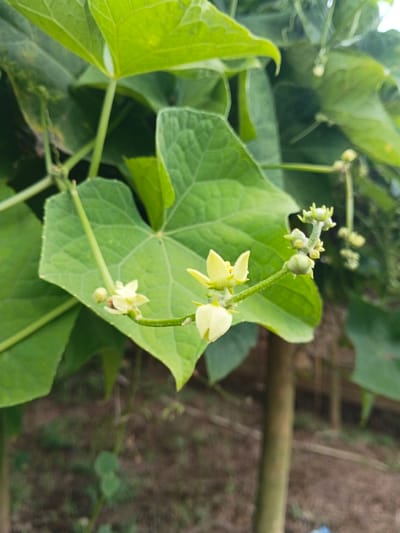 The image displays a close-up, natural light photograph of a plant in Maw Hit, Myanmar. The primary subjects are a cluster of small, pale yellow flowers and buds, along with numerous large, green, heart-shaped leaves, all in various stages of growth.
In the foreground, a slender green stem extends diagonally from the lower-left to the upper-right, featuring several small inflorescences. On the left side of the stem, a small, partially opened flower with pale yellow petals is visible. To the right, another flower, appearing as a closed bud or bell-shaped structure, is centered. Directly above it, a fully open flower with five distinct, pale yellow petals is present. Further to the right along the stem, a cluster of smaller buds and developing flowers is visible. The petals of the open flowers exhibit a soft yellow hue.
The background is dominated by large, vibrant green leaves with prominent venation, some appearing lobed or deeply indented, others more broadly ovate. These leaves vary slightly in shade, with some areas appearing lighter due to illumination. A blurry, dark brown and green expanse in the lower-right background suggests ground level or a denser foliage area. A vertical, dark brown, out-of-focus element, possibly a tree trunk or wooden support, is visible along the right edge of the frame. The overall scene suggests an outdoor, natural environment. No human subjects, animals, or specific actions are depicted.