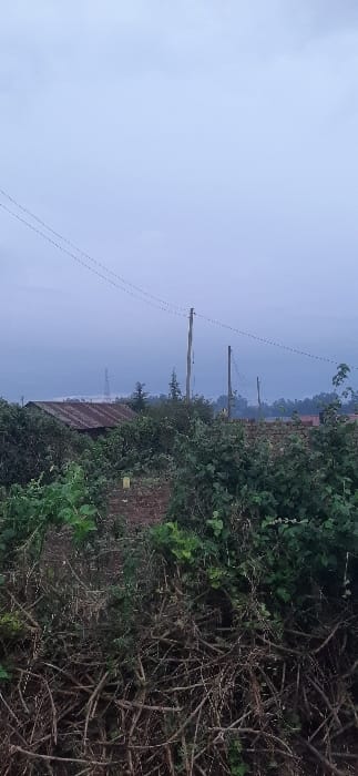 The image depicts a rural landscape under a cloudy sky. Three utility poles with power lines stretch across the scene. Dense vegetation, including various shrubs and small trees, dominates the foreground and midground. A corrugated metal roof peeks through the greenery. The overall scene suggests a remote or undeveloped area.