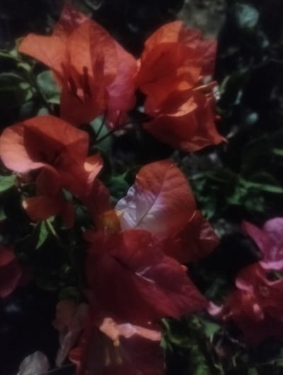 The image displays a close-up, low-light view of several vibrant orange and pink bougainvillea flowers and their green foliage. The flowers are the dominant feature, with their delicate, papery bracts filling most of the frame. Some of the bracts are slightly translucent, allowing light to pass through, while others are opaque and deeply colored. The background is dark and indistinct, suggesting it might be nighttime or a shaded area. The image's low resolution and soft focus make it difficult to discern fine details of the flowers or the surrounding environment. No people or actions are visible in the scene. The location in Cotseurani, Indonesia, cannot be determined from the visual information provided in the image.