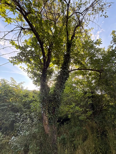 The image depicts a sun-drenched scene of lush greenery in Manaselska Reka, Bulgaria. A large tree, entwined with ivy, stands prominently in the foreground. Sunlight filters through its leafy canopy, illuminating the foliage and casting dappled shadows. The tree's trunk is rough and textured, and a thick branch extends horizontally across the frame, partially obscuring the sky. Dense vegetation surrounds the tree, with a variety of plants and grasses filling the midground and background. The sky above is a clear blue, with wisps of white clouds. The overall impression is one of natural beauty and tranquility.