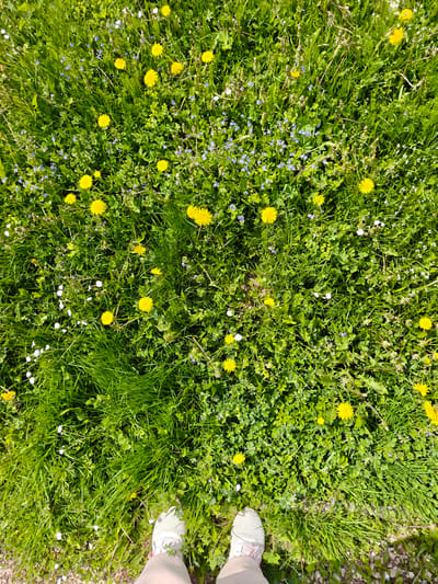 The image shows a ground-level view of a grassy area in Бородино, Russia. The foreground is composed of green grass intermixed with yellow dandelions and small blue and white wildflowers. At the very bottom of the image, a pair of feet wearing light-colored sneakers are visible. The ground immediately around the feet appears to be gravel or dirt, transitioning to grass. The abundance of flora suggests a natural, uncultivated environment. The bright lighting suggests daytime and sunny conditions.