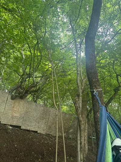 This image captures a serene forest scene, likely located within the city of Buriani, Georgia. The foreground is dominated by a hammock, its blue and green fabric draped invitingly, hinting at relaxation amidst nature. One can see a person's foot wearing a white and black shoe resting within the hammock. The hammock is suspended between two trees, one of which has a chain wrapped around its trunk. Behind the hammock, a weathered wooden structure forms a barrier against a sloping, muddy embankment dotted with sparse vegetation. Further back, a dense canopy of lush green leaves filters the daylight, creating a dappled effect on the forest floor. The overall impression is one of a peaceful, outdoor retreat, possibly a campsite or a recreational area, in a verdant natural setting.