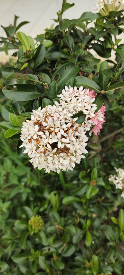 This is a close-up, vertical, eye-level shot of a cluster of white Ixora flowers, with some pink tinges, blooming amidst green foliage. The flowers are tightly packed and appear to be nearing the end of their bloom, with some dried brown petals visible. The background is a blur of green leaves, suggesting a garden or natural setting. The image appears to be taken outdoors in the city of Langnibong, Indonesia. There are no people or animals visible in the frame. The lighting is natural and diffused, indicating an overcast or shaded condition. The focus is sharp on the flowers in the foreground, with the background softly blurred, creating a shallow depth of field.