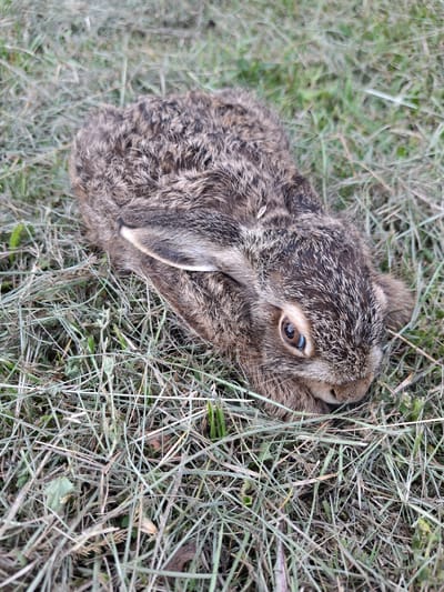 This is a close-up, top-down photograph of a baby hare lying in dry grass and some green foliage, likely in a field or meadow within the Dubrovensky Rural Council, Belarus. The hare, the primary subject, is positioned on its side, with its head tucked slightly into the grass. Its fur is a mottled brown and grey, providing camouflage within its environment. The hare's eye is clearly visible, a dark brown iris with a reflective pupil, and it appears alert. The surrounding vegetation is a mix of dry, straw-like grass and some interspersed greener blades. The lighting suggests it is daytime, likely overcast or in the shade, as there are no harsh shadows. The overall impression is one of natural camouflage and stillness, with the hare resting or hiding in its habitat. No text is visible in the image.