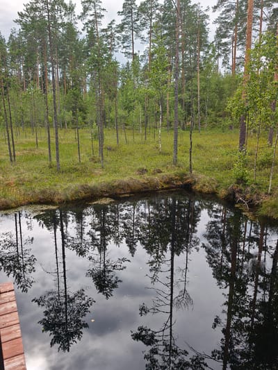 The image depicts a calm, dark body of water reflecting a dense forest of tall pine trees and some deciduous trees under an overcast sky. The water's edge is lined with green grass and reeds. To the left of the frame, a wooden deck extends partially into the water. The scene appears to be a natural setting, likely a bog or lake within a forest. The specific location in Peski, Russia, is not directly indicated by any visual cues in the image.