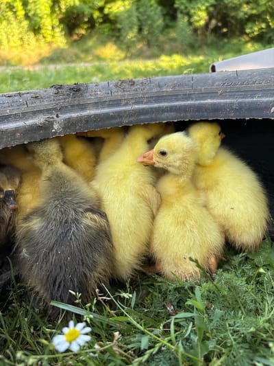 A group of goslings are huddled together inside a discarded tire on a grassy area. Some of the goslings are bright yellow, while one in the foreground appears to be a mix of grey and yellow. The goslings are all very young and fluffy. A single white daisy with a yellow center is blooming in the grass in front of the tire. The background is blurred, showing green foliage and a hint of sunlight. The scene appears to be in a rural or suburban outdoor setting, possibly a farm or a backyard. The location is identified as Zubov, Russia.