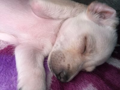This media file is a close-up, overhead shot of a very young, light-colored puppy sleeping soundly on a textured purple blanket. The puppy's eyes are closed, and its head is turned to the side, nestled against the blanket. Its ears are visible, with one slightly more prominent than the other. The puppy's fur is short and soft, and its skin appears to have a pinkish hue. The blanket has a plush, fuzzy texture with variations in color, appearing as shades of purple and some lighter, almost white areas. The lighting suggests an indoor setting, possibly during the day given the bright illumination on the puppy's fur. No text is visible in the image. The overall impression is one of peace and deep sleep.