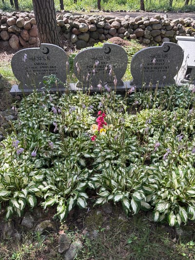 The image captures a peaceful scene at a Muslim cemetery in Górka, Poland. Three tombstones, adorned with the Islamic crescent and star symbol and Arabic inscriptions, stand in the background. The tombstones bear names and dates, suggesting the resting places of individuals named Amina, Lena, and Konstanty. In front of the tombstones, a vibrant display of green and white variegated hosta plants creates a lush ground cover, interspersed with delicate purple bell-shaped flowers and a few brighter pink and yellow blooms. The ground is covered with grass and scattered rocks, with a dry stone wall forming the backdrop to the graves. The scene is bathed in natural sunlight, indicating an outdoor setting.