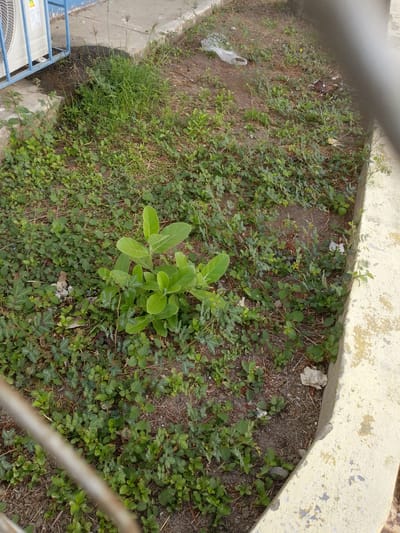 The scene shows a neglected patch of ground in Barcelona, Venezuela. The ground is covered with a mixture of weeds and small plants. A larger green plant is centered in the image. Some litter, including a plastic bag, is scattered around. A section of a blue air conditioning unit is visible on the left. A weathered, yellow concrete curb runs along the right side. A blurred metallic fence is at the foreground on both sides of the image.