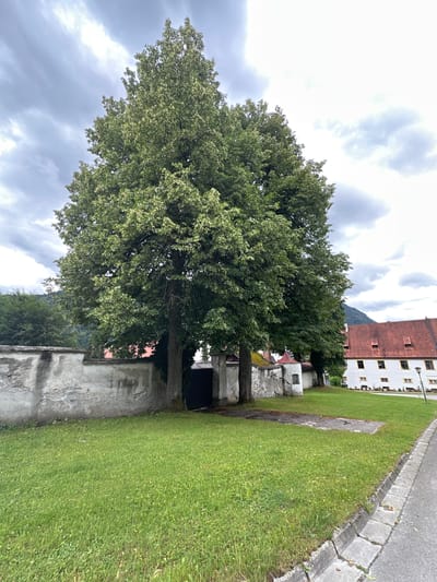 The image depicts an overcast day in Ettal, Germany, with a focus on a large, mature tree with lush green foliage and lighter green clusters, possibly blossoms or new leaves. The tree stands tall in the foreground, partially obscuring a weathered stone wall that extends across the left side of the frame. Behind the wall, a dark, double-doored gate is visible, flanked by smaller trees. To the right of the main tree, another large tree with a similar appearance is visible.
In the background, a white building with a red tiled roof and multiple windows with yellow trim is present. A street with a paved surface and a concrete curb runs along the right edge of the image. The ground in front of the building is covered in a well-maintained green lawn. The sky is filled with dramatic, dark grey clouds, suggesting an impending or recent rain shower. The overall scene conveys a sense of tranquility and natural beauty.