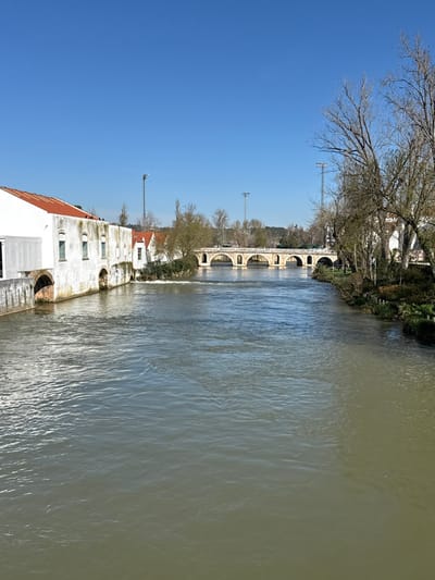 The image presents a wide river flowing through the city of Tomar, Portugal, under a clear, cloudless blue sky. The perspective is upstream, with the water occupying the majority of the foreground and midground. The river water is a murky greenish-brown, displaying ripples and reflections on its surface.

On the left bank, a row of white, multi-story buildings with rust-orange tiled roofs runs parallel to the river. The closest structure, prominent in the foreground, features multiple rectangular windows with white frames and at least two distinct arched openings at its base, directly above the water line, from which turbulent water flows. The lower sections of the building's facade exhibit staining and discoloration. Beyond this, smaller, similar white buildings are partially visible.

The right bank is characterized by a strip of natural vegetation, including numerous tall, bare deciduous trees, suggesting late autumn or winter, interspersed with evergreen shrubs and ground cover closer to the water.

In the mid-distance, a multi-arched stone bridge, consistent with the Ponte Velha (Old Bridge) in Tomar, spans the river. It is constructed of light-colored stone and features at least five visible arches supporting a flat deck. Behind the bridge and further along the riverbanks, distant trees and structures are visible. Notably, two tall, metallic floodlight poles stand prominently in the background, suggesting a nearby open field or sports facility. No individuals, specific actions, or interactions are discernible in the scene.