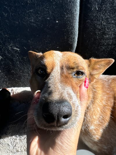 The image depicts a close-up, high-contrast scene featuring a reddish-brown and grey mottled canine, likely a dog, located in Rancho Cordova, United States. A human hand with light-to-medium skin tone and fingernails painted with a red base and white patterned design is observed gently cupping the dog's face, specifically around the snout and cheek area. The dog's dark eyes are visible, and its black, wet nose is prominent at the center. Strong, direct sunlight from the left illuminates portions of the dog's face and the human hand, casting deep shadows on the right side of the dog and the background. The background consists of a dark, textured fabric surface, consistent with upholstered seating, which is visibly covered with numerous light-colored animal fibers or lint. A blurry, light-colored fabric object is partially visible beneath the dog on the lower left.